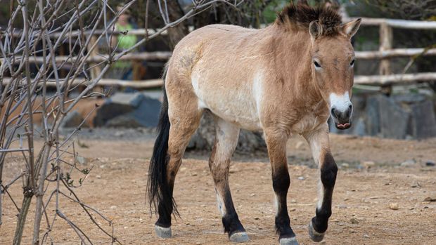 Pražskou zoo povede dočasně Machek, nový ředitel vzejde z konkurzu v únoru
