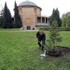 Sekvojovec obrovský zasazen ve Stromovce