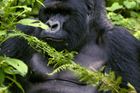 Gorila východní vymírá. Za 20 let se její populace kvůli ilegálnímu lovu snížila o 70 procent