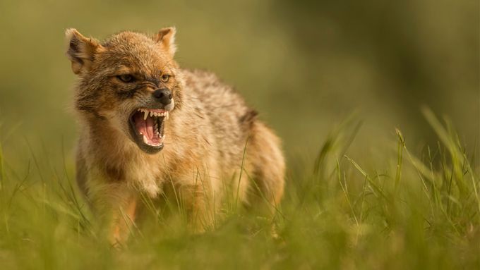 Záběry z fotopasti představují vůbec první přímý důkaz výskytu šakala obecného v této chráněné oblasti.