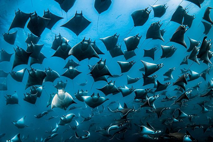 Vítězné fotografie ze soutěže Underwater Photographer of the Year 2023