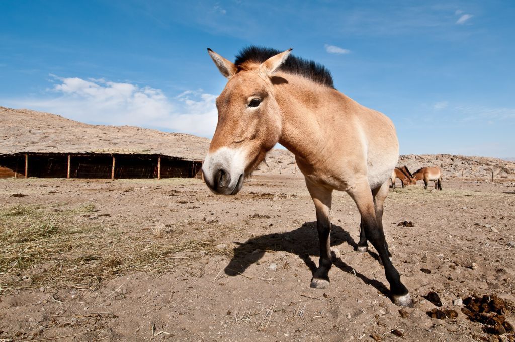 Koně Převalského v Mongolsku