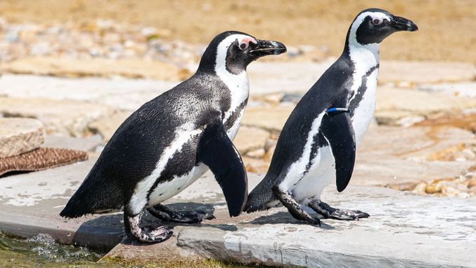 Foto: Zoo Dvůr Králové otevřela nejdražší pavilon. Láká na tučňáky i hyeny