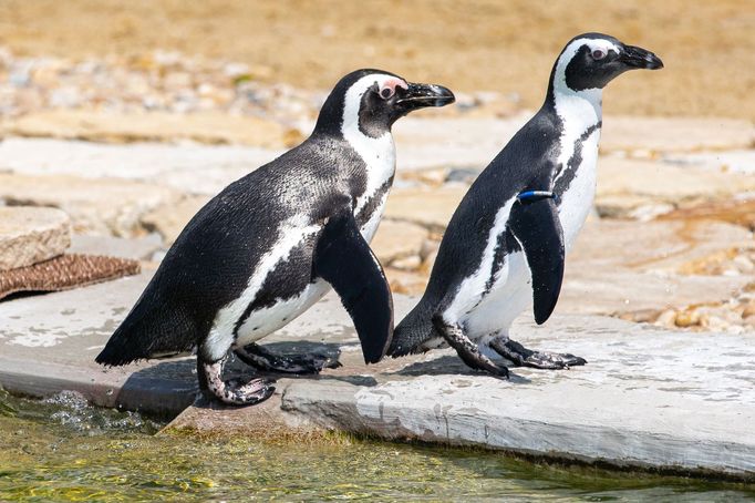 Zoo Dvůr Králové otevřela expozici o jihozápadní Africe zvanou West Cape.