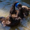 Slovensko a medvědi - zoo Bojnice a Mosty u Jablunkova