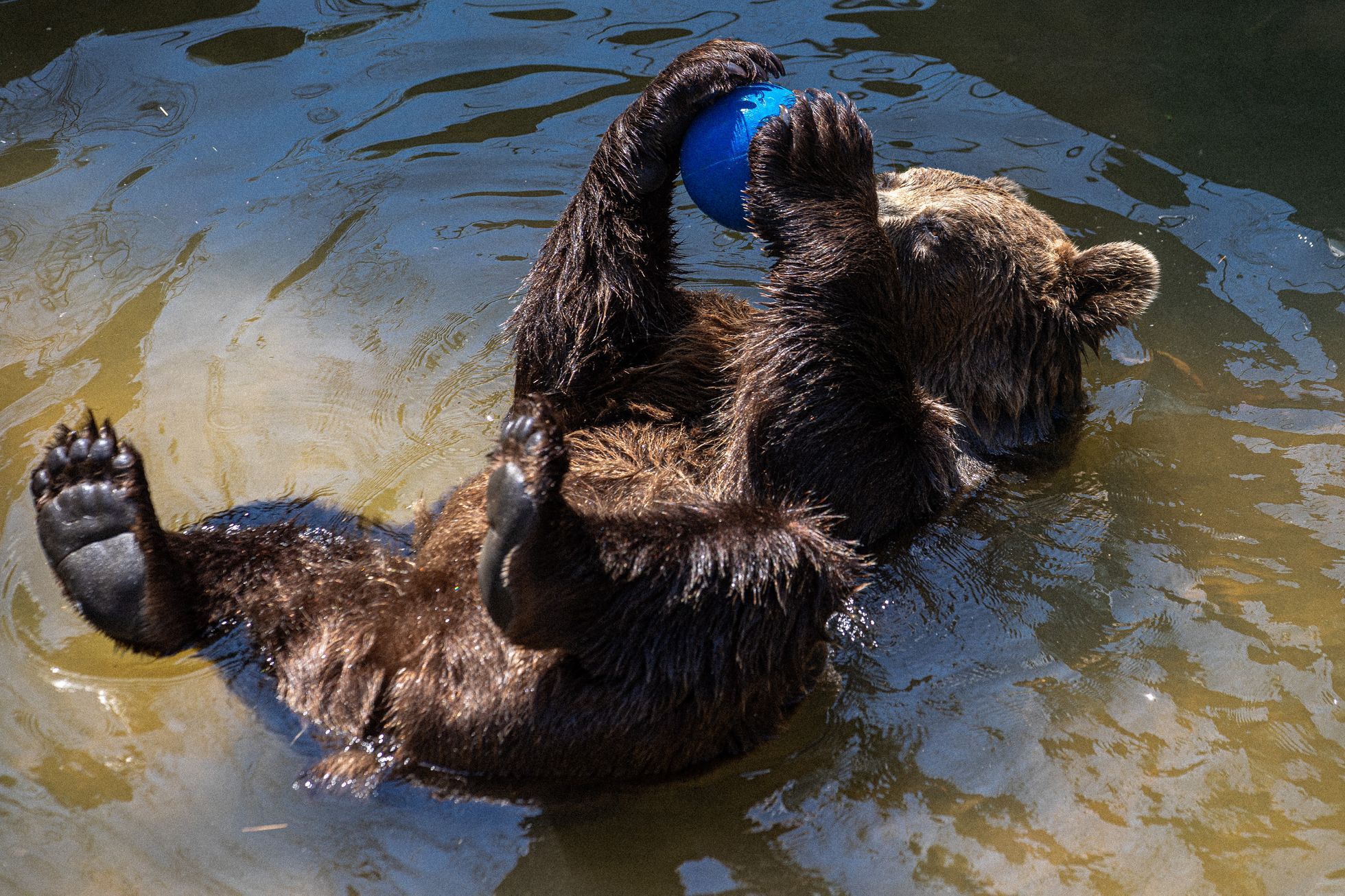 Slovensko a medvědi - zoo Bojnice a Mosty u Jablunkova
