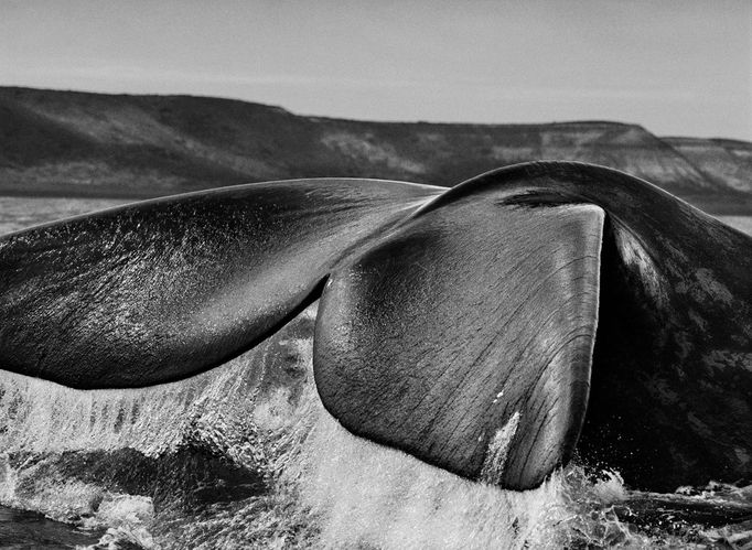 Sebastiao Salgado - Genesis