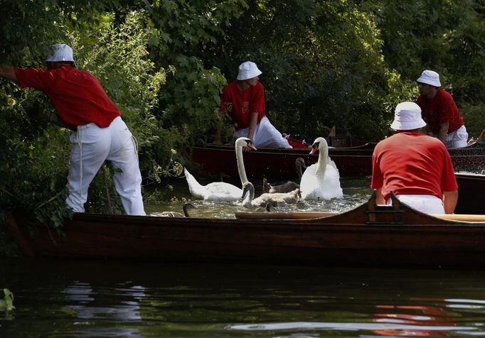 Swans and cygnets are surrounded by the Queen's Swan Uppers before being lifted for inspection during the annual Swan Upping ceremony on the River Thames between Shepper