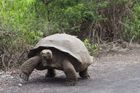 Oficiálně nejstarší želva slaví 190 let. Žije na ostrově Svaté Heleny
