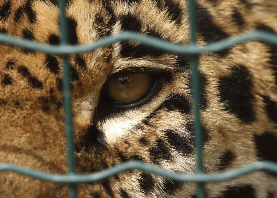 Jaguár