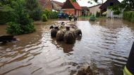 Jako třeba stádo ovcí v Pamětníku u Chlumce nad Cidlinou na Hradecku.