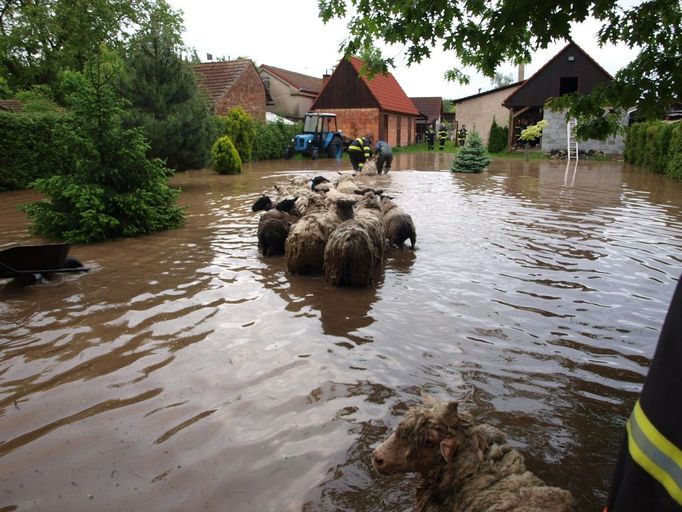 Úterní záchrana ovcí a jehňat v Pamětníku u Chlumce nad Cidlinou na Hradecku.