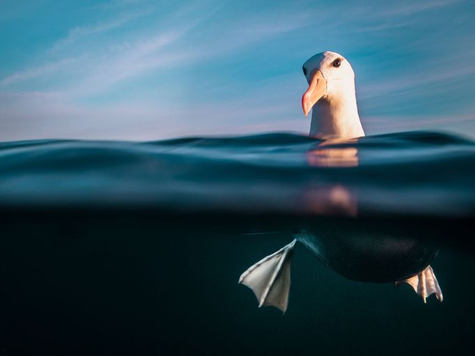 Vítězové soutěže Underwater Photographer of the Year 2021