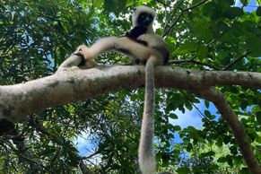 Obrazem: Ráj lemurů ovládla nespokojená generace Z. Madagaskar prožívá renesanci