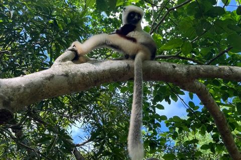 Madagaskar