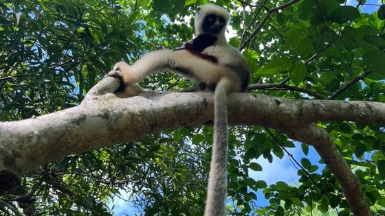 Obrazem: Ráj lemurů ovládla nespokojená generace Z. Madagaskar prožívá renesanci