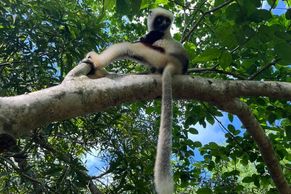 Obrazem: Ráj lemurů ovládla nespokojená generace Z. Madagaskar prožívá renesanci