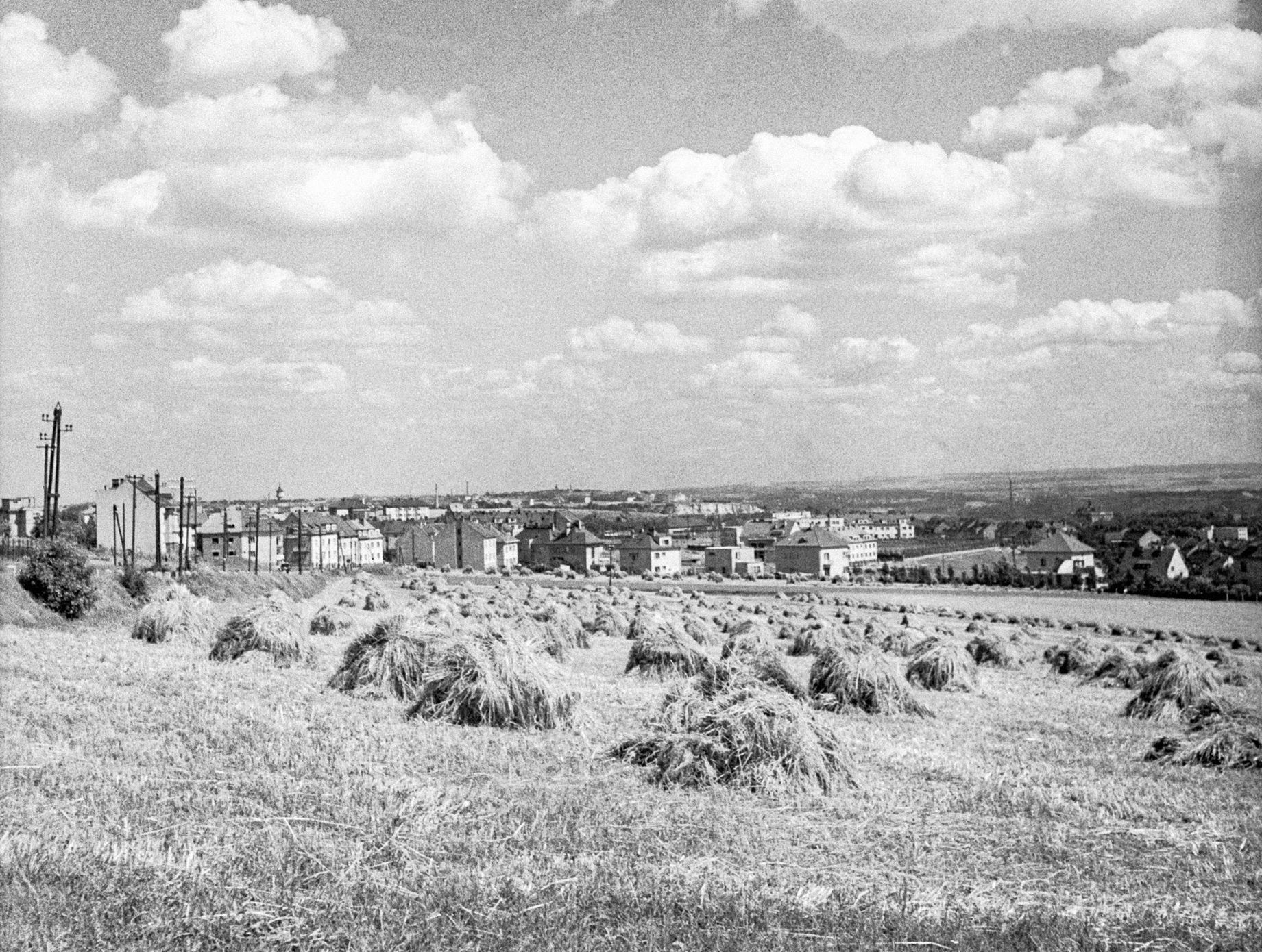 Fotogalerie / Velká Praha / Pražská pole, zemědělství