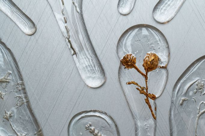 Sídlo OSN v New Yorku se může chlubit kusem českého umění. Za účasti prezidenta Petra Pavla byl slavnostně odhalen dar v podobě skleněné instalace Herbarium.