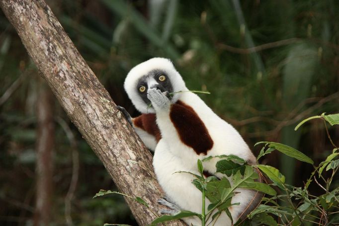 Finalisté fotosoutěže Comedy Wildlife Photography Awards 2018