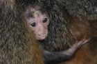 Do Jihlavy přišlo jaro, zoo se rozrůstá o nová mláďata