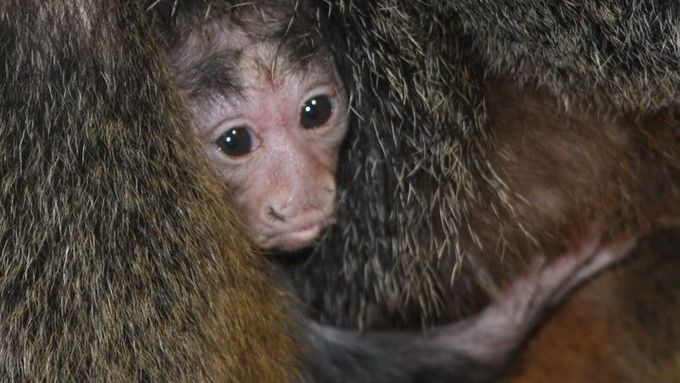 Opičí populaci v jihlavské zoo rozšířilo také mládě chvostana bělolícího.