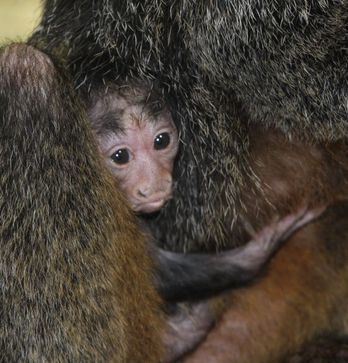 Mládě chvostana v jihlavské zoo