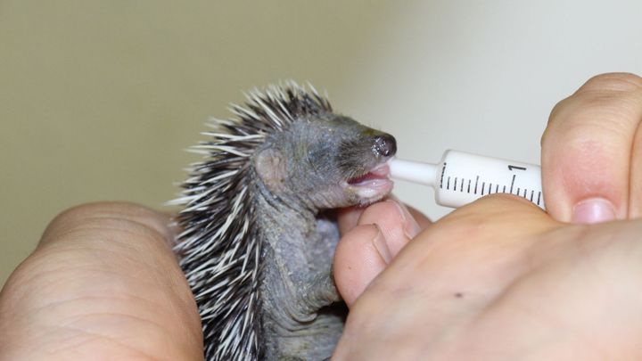 Záchranné stanice hlásí rekordní počty zvířat. Nejvíc je zdánlivě opuštěných mláďat