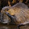 Finalisté soutěže Nikon Comedy Wildlife Awards 2024