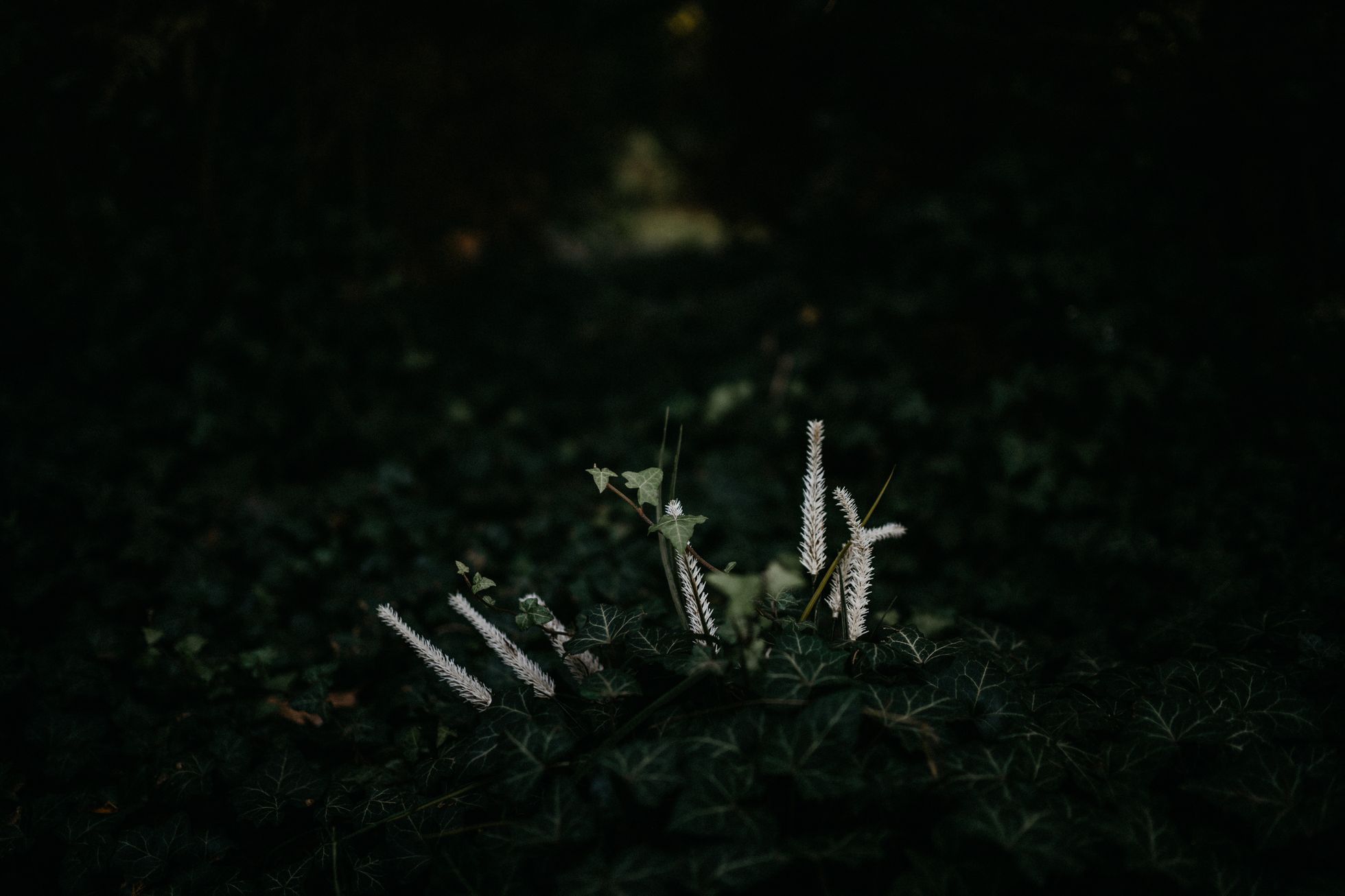 hřbitov Bohnice hřbitov bláznů