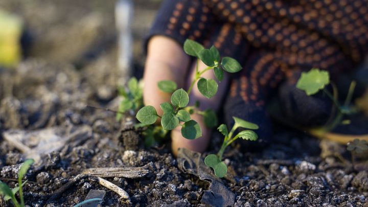 V noci bude mrznout, dejte pozor na venkovní rostliny, varují meteorologové