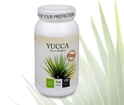 Yucca_vivantis