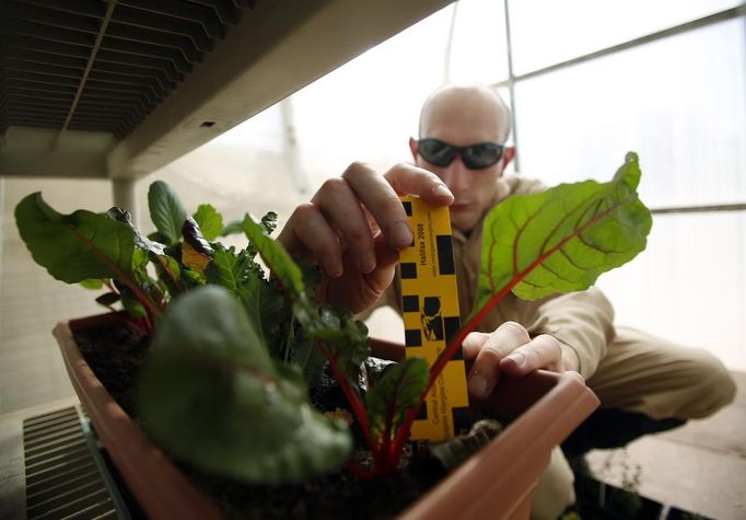 Hans van Ot Woud, a mapping researcher and the health and safety officer of Crew 125 EuroMoonMars B mission, checks on plants grown at the Mars Desert Research Station (MDRS) outside Hanksville in the Utah desert March 2, 2013. The MDRS aims to investigate the possibility of a human exploration of Mars and uses the Utah desert's Mars-like terrain to simulate working conditions on the red planet. Scientists, students and enthusiasts work together developing field tactics and studying the terrain. All outdoor exploration is done wearing simulated spacesuits and carrying air supply packs and crews live together in a small communication base with limited amounts of electricity, food, oxygen and water. Everything needed to survive must be produced, fixed and replaced on site. Picture taken March 2, 2013. REUTERS/Jim Urquhart (UNITED STATES - Tags: SCIENCE TECHNOLOGY SOCIETY ENVIRONMENT) ATTENTION EDITORS: PICTURE 7 OF 31 FOR PACKAGE 'MARS IN THE DESERT' SEARCH 'JIM MARS' FOR ALL IMAGES Published: Bře. 11, 2013, 2:03 odp.