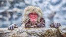 Finalisté soutěže Comedy Wildlife Photography Awards 2019