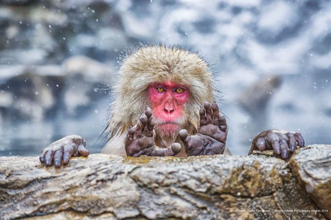 Finalisté soutěže Comedy Wildlife Photography Awards 2019