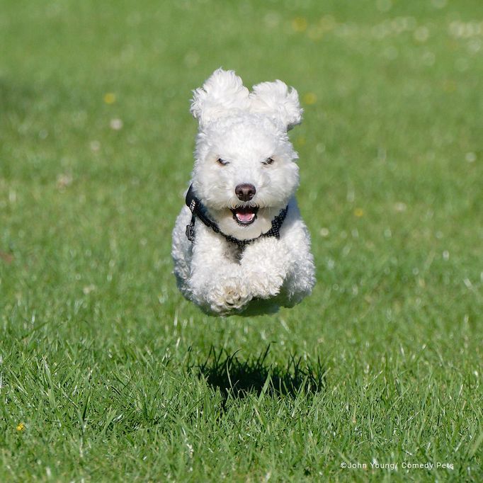 Comedy Pet Photography Awards 2023 - finalisté fotosoutěže