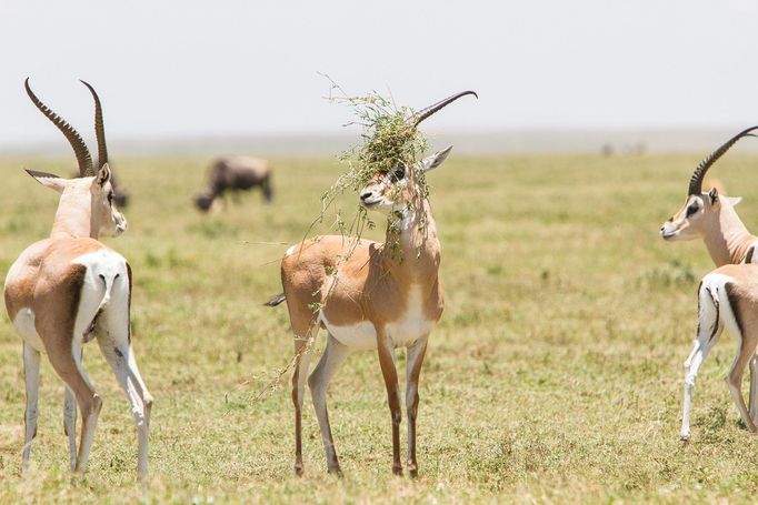 Comedy Wildlife Photography Awards - ukázky snímků z ročníku 2022