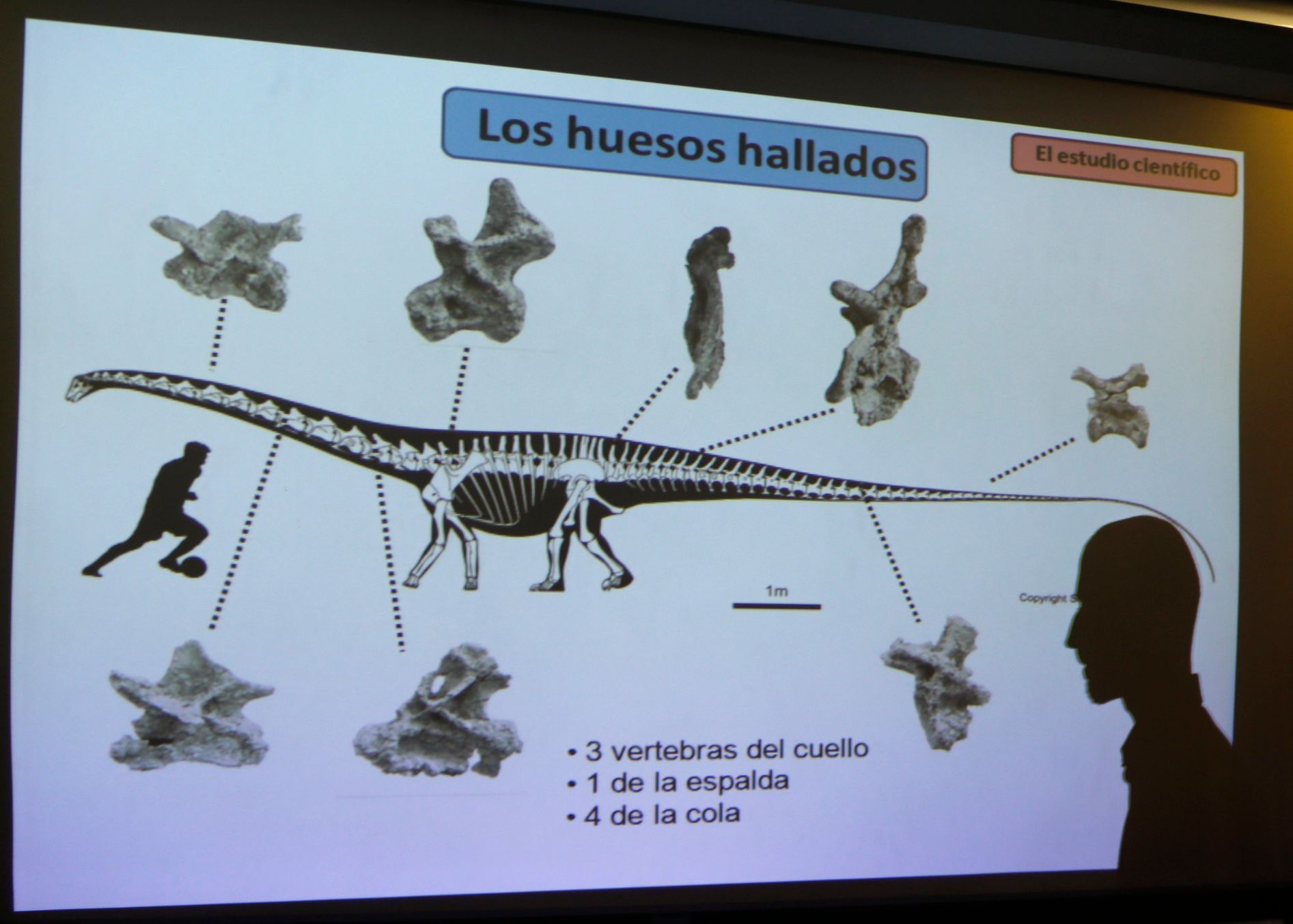 V Argentině našli největší kostru dinosaura