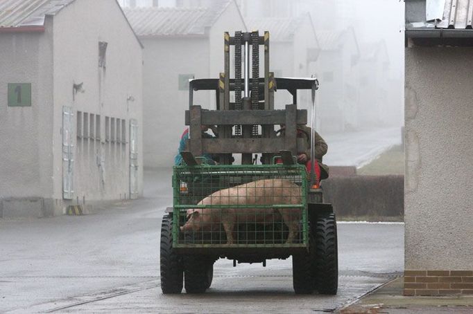 Vepř patří podle zoologů mezi nejinteligentnější zvířata.