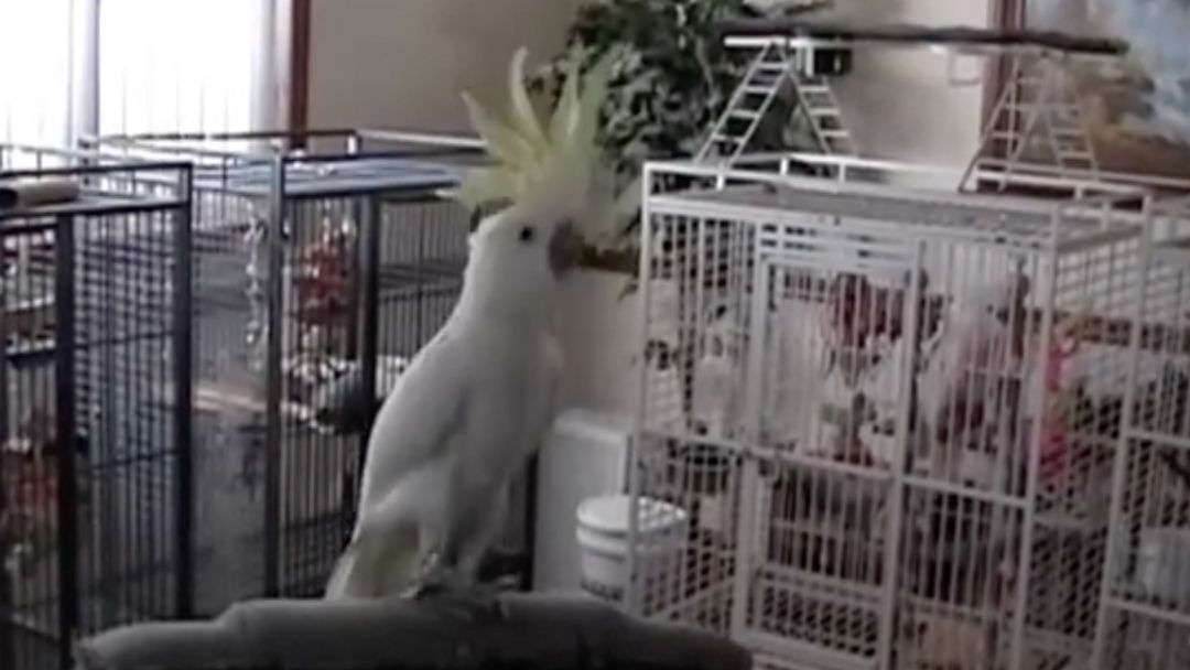fotka k videu tančícího kakadu