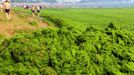 Chinese beachgoers walk by an algae covered public beach in Qingdao, northeast China's Shandong province on July 4, 2013. The seas off China have been hit by their largest ever growth of algae, ocean officials said, with vast waves of green growth washing onto the shores of the Yellow Sea. CHINA OUT AFP PHOTO