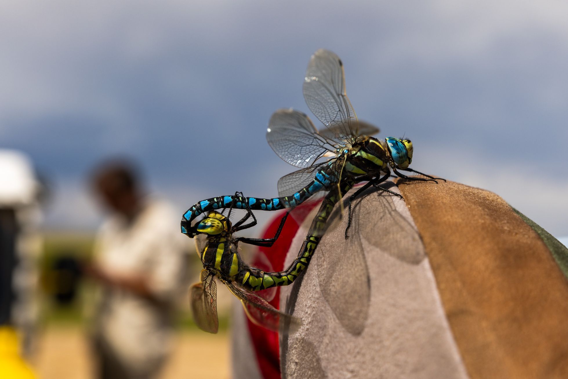 Žlutá žába pluje!