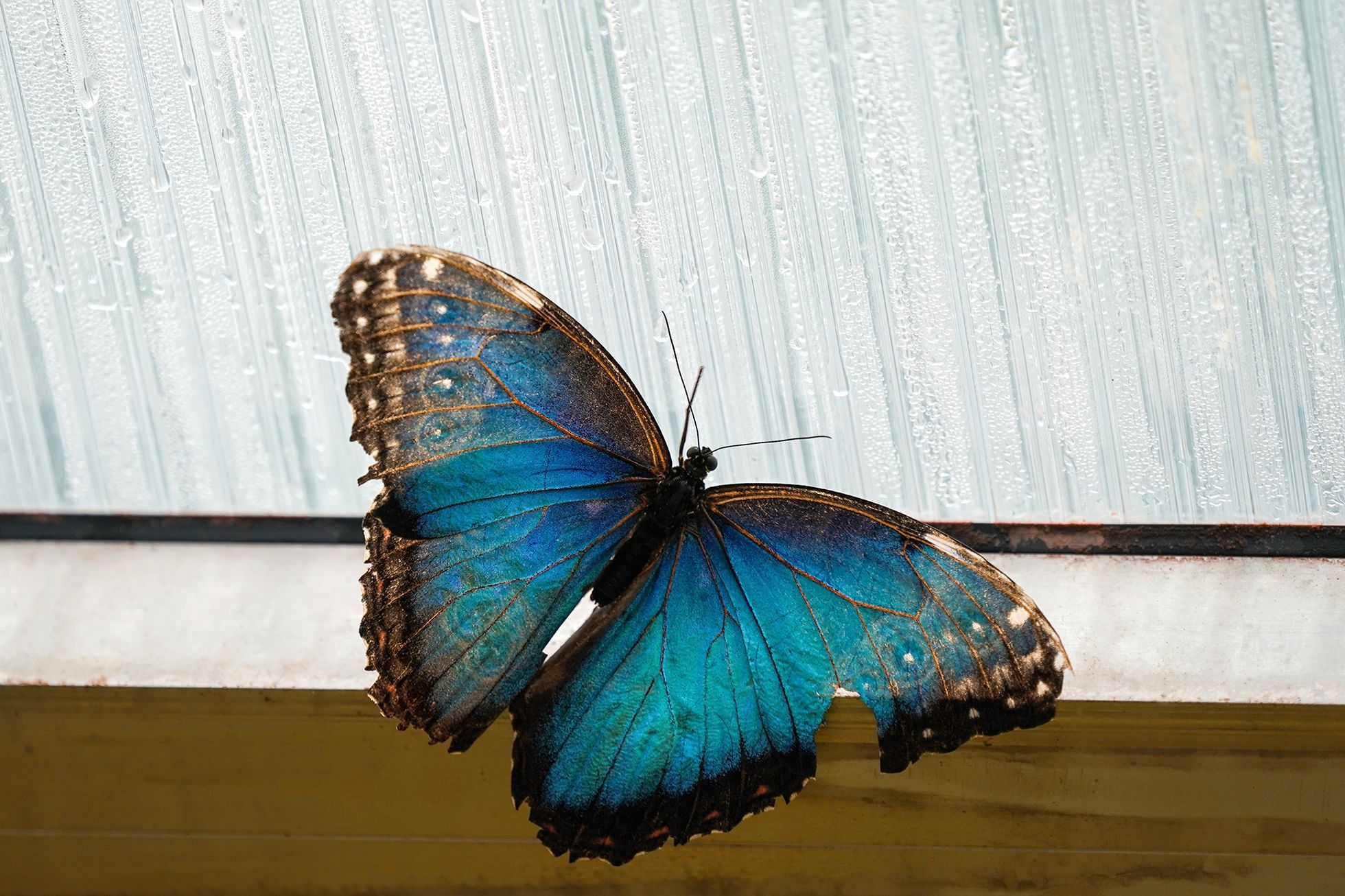 Motýli v Botanické zahradě v pražské Tróji, květen 2023