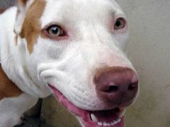 Pitbull - ilustrační foto