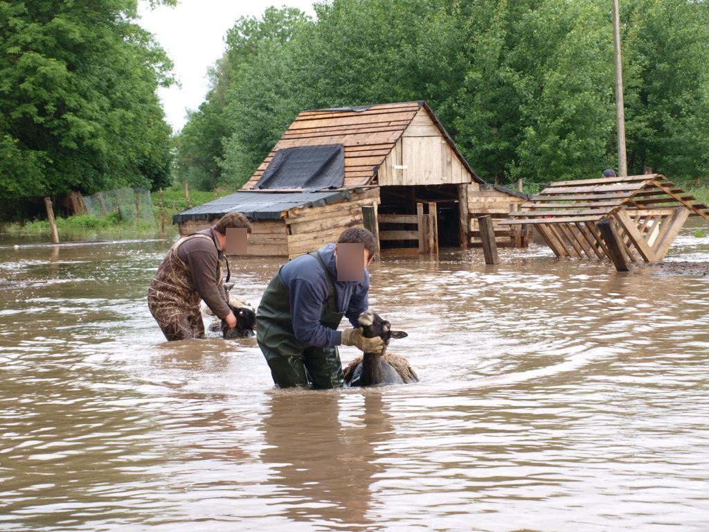 Povodeň červen 2013 - záchrana ovcí