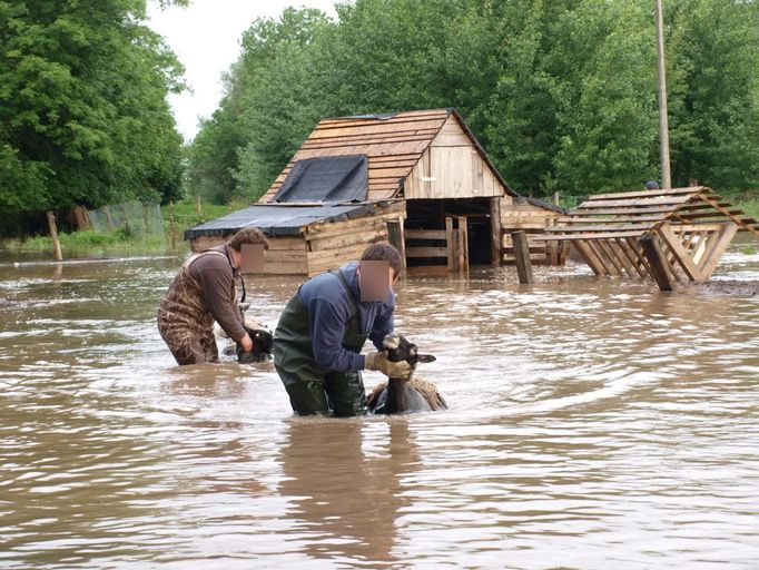 Úterní záchrana ovcí a jehňat v Pamětníku u Chlumce nad Cidlinou na Hradecku.