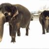 Zvířata na sněhu - Zoo Ústí nad Labem