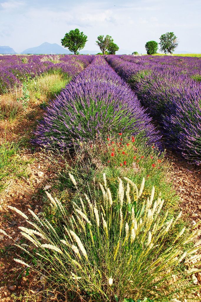 Levandulová pole v Provence