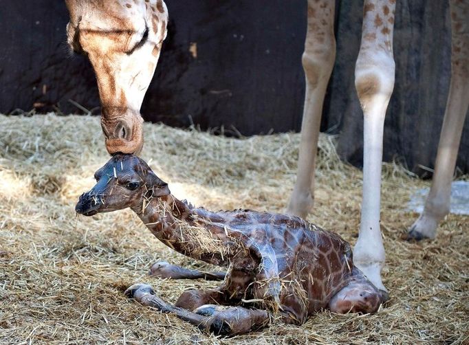 Žirafí maminka Jonna čistí své čerstvě narozené miminko v dánské Aalborg zoo.