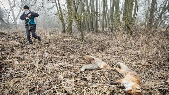 Otrávených návnad stále přibývá, v přírodě je hledá kynoložka. Jako jediná v Česku